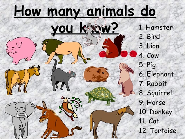 Animal presentation