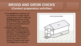 Comprehensive Guide to Poultry Chicken Production NCII: Housing ...