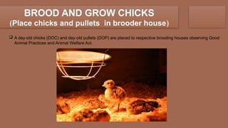 Comprehensive Guide to Poultry Chicken Production NCII: Housing ...