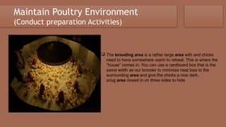 Comprehensive Guide to Poultry Chicken Production NCII: Housing ...