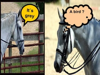 It´s grey A bird ? 