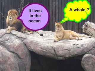 It lives in the ocean  A whale ? 