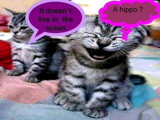 It doesn?t live in  the ocean A hippo ? 