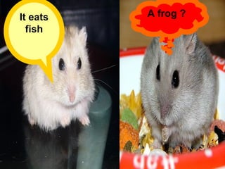 It eats fish A frog ? 