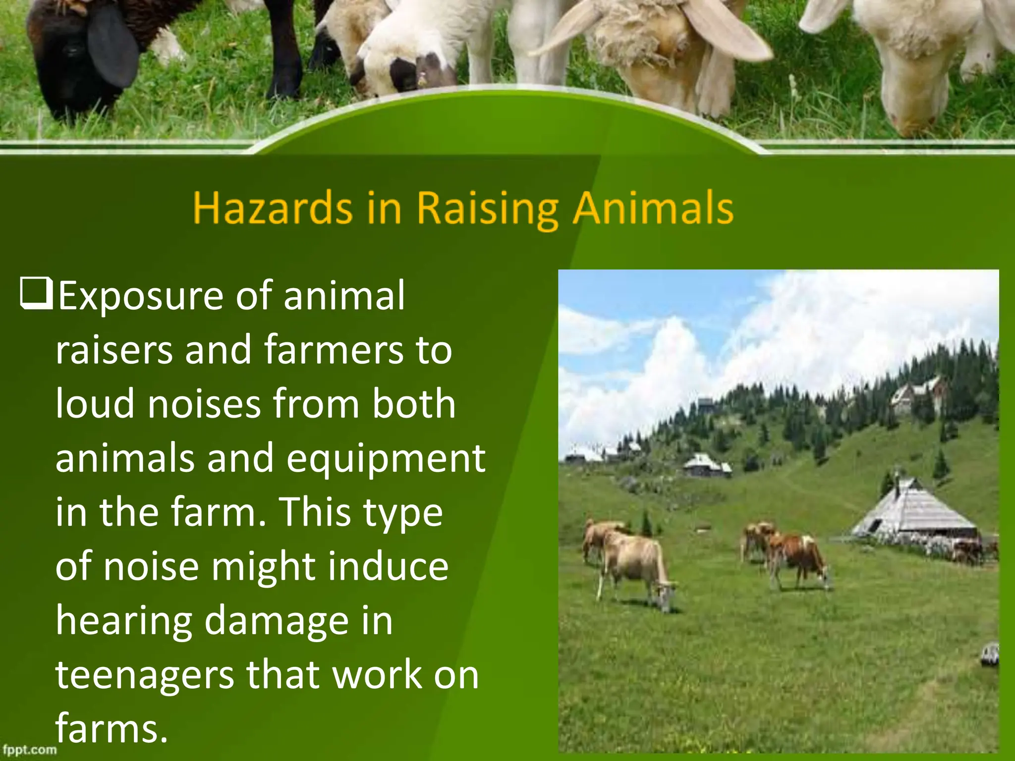 animal-raising.pptx