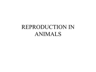 REPRODUCTION IN ANIMALS 