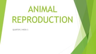 ANIMAL
REPRODUCTION
QUARTER 2 WEEK 3
 