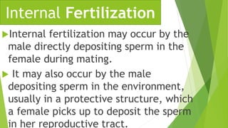 Internal fertilization may occur by the
male directly depositing sperm in the
female during mating.
 It may also occur b...