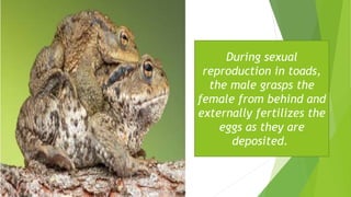 During sexual
reproduction in toads,
the male grasps the
female from behind and
externally fertilizes the
eggs as they are...