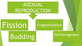 ASEXUAL
REPRODUCTION
Fission
Budding
Fragmentation
Parthenogenesis
 
