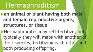an animal or plant having both male
and female reproductive organs,
structures, or tissue
Hermaphrodites may self-fertil...