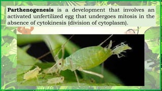 Parthenogenesis Insect Animal-reproduction.powerpoint GEN BIO 2 | PPTX