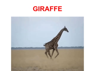 animal-riddles-flashcards for kids and children | PPTX