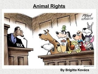 Animal Rights By Brigitta Kovács 
