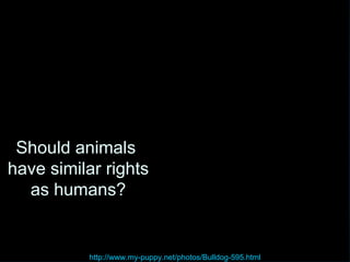 Should animals  have similar rights  as humans? http://www.my-puppy.net/photos/Bulldog-595.html 