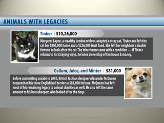 Should Animals Have Rights? - Facts, Stats & Infographic | PPT