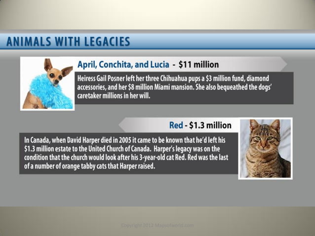 Should Animals Have Rights? - Facts, Stats & Infographic | PDF