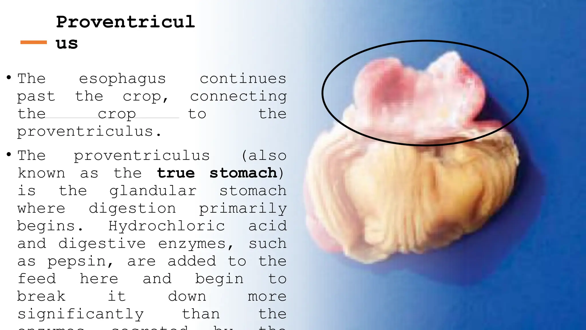 Proventriculus Animal-Science-1-1.pptx