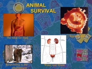 ANIMAL   SURVIVAL The need for food Reproduction Responding to the  environment Water and Waste 