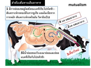 ลาดับเส้นทางเดินอาหาร 
1 มีการย่อยเซลลูโลสโดยแบคทีเรีย,โปรโตซัว - สังเคราะห์กรดอะมิโนจากยูเรีย แอมโมเนียจาก การหมัก สังเคราะห์กรดไขมัน วิตามินบี12 
5มีน้้าย่อยของวัวเองมาย่อยและย่อย แบคทีเรียกับโปรตัวซัว 
ดูดซึม อาหาร 
mutualism  