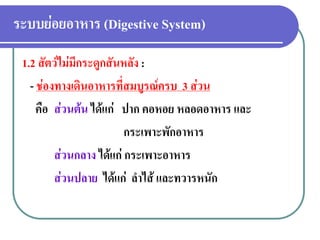 ระบบย่อยอาหาร (Digestive System) 
1.2 สัตว์ไม่มีกระดูกสันหลัง : 
- ช่องทางเดินอาหารที่สมบูรณ์ครบ 3 ส่วน 
คือ ส่วนต้น ได้แก่ ปาก คอหอย หลอดอาหาร และ 
กระเพาะพักอาหาร 
ส่วนกลาง ได้แก่ กระเพาะอาหาร 
ส่วนปลาย ได้แก่ ลาไส้ และทวารหนัก  