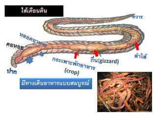 มีทางเดินอาหารแบบสมบูรณ์  