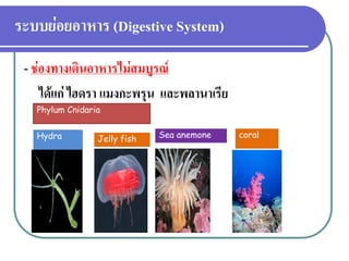 ระบบย่อยอาหาร (Digestive System) 
- ช่องทางเดินอาหารไม่สมบูรณ์ 
ได้แก่ ไฮดรา แมงกะพรุน และพลานาเรีย 
Phylum Cnidaria 
Hydra 
Jelly fish 
Sea anemone 
coral  