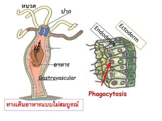 หนวด 
ปาก 
อาหาร 
Gastrovascular 
1 
Phagocytosis 
ทางเดินอาหารแบบไม่สมบูรณ์  
