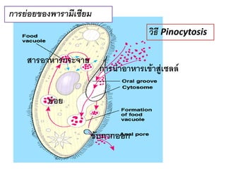 การย่อยของพารามีเซียม 
วิธี Pinocytosis 
การน้าอาหารเข้าสู่เซลล์ 
ย่อย 
สารอาหารกระจาย 
ขับกากออก 
 