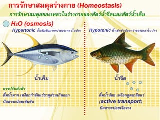 การรักษาสมดุลของเหลวในร่างกายของสัตว์น้้าจืดและสัตว์น้้าเค็ม 
การรักษาสมดุลร่างกาย (Homeostasis) 
น้้าเค็ม น้้าจืด 
H2O (osmosis) 
Hypertonic น้้าเข้มข้นมากกว่าของเหลวในปลา 
Hypotonic น้้าเข้มข้นน้อยกว่าของเหลวในปลา 
การปรับตัวตัว 
ดื่มน้้ามาก เหงือกก้าจัดแร่ธาตุส่วนเกินออก ดื่มน้้าน้อย เหงือกดูดเกลือแร่ 
ปัสสาวะน้อยเข้มข้น (active transport) 
ปัสสาวะบ่อยเจือจาง 
 