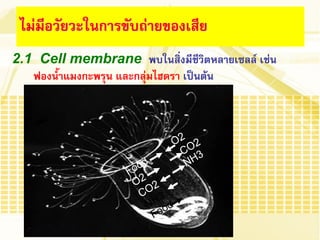 2.1 Cell membrane พบในสิ่งมีชีวิตหลายเซลล์ เช่น ฟองน้้าแมงกะพรุน และกลุ่มไฮดรา เป็นต้น 
ไม่มีอวัยวะในการขับถ่ายของเสีย  