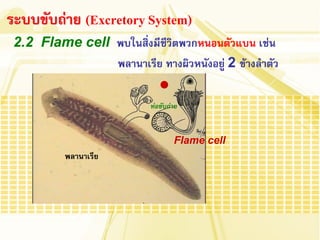 2.2 Flame cell พบในสิ่งมีชีวิตพวกหนอนตัวแบน เช่น 
พลานาเรีย ทางผิวหนังอยู่ 2 ข้างล้าตัว 
ระบบขับถ่าย (Excretory System) 
พลานาเรีย 
Flame cell 
ท่อขับถ่าย  
