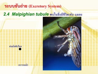 2.4 Malpighian tubule พบในสิ่งมีชีวิตเช่น แมลง 
ระบบขับถ่าย (Excretory System) 
ท่อมัลพิเกียล 
ทวารหนัก  
