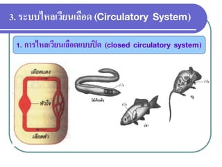 3. ระบบไหลเวียนเลือด (Circulatory System) 
1. การไหลเวียนเลือดแบบปิด (closed circulatory system)  