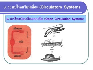 3. ระบบไหลเวียนเลือด (Circulatory System) 
2. การไหลเวียนเลือดแบบเปิด (Open Circulation System)  