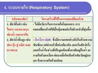 4. ระบบหายใจ (Respiratory System) 
ชนิดของสัตว์ 
โครงสร้างที่ใช้ในการแลกเปลี่ยนก๊าซ 
1. สัตว์ชั้นต่า เช่น ไฮดรา แมงกะพรุน ฟองน้า พลานาเรีย 
- ไม่มีอวัยวะในการหายใจโดยเฉพาะ การ แลกเปลี่ยนก๊าซใช้เยื่อหุ้มเซลล์หรือผิวหนังที่ชุ่มชื้น 
2. สัตว์น้าชั้นสูง เช่น ปลา กุ้ง ปู หมึก หอย ดาวทะเล 
- มีเหงือก (Gill) ซึ่งมีความแตกต่างกันในด้านความ ซับซ้อน แต่ทาหน้าที่เช่นเดียวกัน (ยกเว้นสัตว์ครึ่ง บกครึ่งน้้ำในช่วงที่เป็นลูกอ๊อดซึ่งอำศัยอยู่ในน้้ำ จะ หำยใจด้วยเหงือก ต่อมำเมื่อโตเป็นตัวเต็มวัยอยู่บน บก จึงจะหำยใจด้วยปอด) 
 