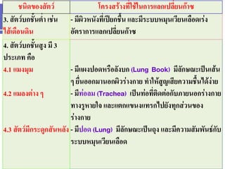 4. ระบบหายใจ (Respiratory System) 
ชนิดของสัตว์ 
โครงสร้างที่ใช้ในการแลกเปลี่ยนก๊าซ 
3. สัตว์บกชั้นต่า เช่น ไส้เดือนดิน 
- มีผิวหนังที่เปียกชื้น และมีระบบหมุนเวียนเลือดเร่ง อัตราการแลกเปลี่ยนก๊าซ 
4. สัตว์บกชั้นสูง มี 3 ประเภท คือ 
4.1 แมงมุม 
4.2 แมลงต่าง ๆ 
4.3 สัตว์มีกระดูกสันหลัง 
- มีแผงปอดหรือลังบก (Lung Book) มีลักษณะเป็นเส้น ๆ ยื่นออกมานอกผิวร่างกาย ทาให้สูญเสียความชื้นได้ง่าย 
- มีท่อลม (Trachea) เป็นท่อที่ติดต่อกับภายนอกร่างกาย ทางรูหายใจ และแตกแขนงแทรกไปยังทุกส่วนของ ร่างกาย 
- มีปอด (Lung) มีลักษณะเป็นถุง และมีความสัมพันธ์กับ ระบบหมุนเวียนเลือด 
 