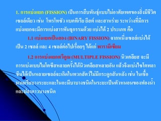 1. การแบ่งแยก (FISSION) เป็นการสืบพันธุ์แบบไม่อาศัยเพศของสิ่งมีชีวิต เซลล์เดียว เช่น โพรโทซัว แบคทีเรีย ยีสต์ และสาหร่าย ระหว่างที่มีการ แบ่งแยกจะมีการแบ่งสารพันธุกรรมด้วย แบ่งได้ 2 ประเภท คือ 1.1 แบ่งแยกเป็นสอง (BINARY FISSION) จากหนึ่งเซลล์แบ่งได้ เป็น 2 เซลล์ และ 4 เซลล์ต่อไปเรื่อยๆ ได้แก่ พารามีเซียม 
1.2 การแบ่งแยกทวีคูณ (MULTIPLE FISSION) นิวเคลียส จะมี การแบ่งแบบไมโตซีสหลายครั้งได้นิวเคลียสหลายอัน แล้วจึงแบ่งไซโตพลา ซึมได้เป็นหลายเซลล์จะเกิดในพวกสัตว์ไม่มีกระดูกสันหลัง เช่น ในเชื้อ มาเลเรียบางระยะและในอะมีบาบางชนิดในระยะเป็นตัวหนอนของฟองน้า และปลาดาวบางชนิด  