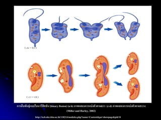 http://web.nkc.kku.ac.th/118214/modules.php?name=Content&pa=showpage&pid=8 
การสืบพันธุ์แบบไบนารีฟิชชัน (binary fission) (a-b) ภาพแสดงการแบ่งตัวตามยาว (c-d) ภาพแสดงการแบ่งตัวตามขวาง 
(Miller and Harley, 2002)  
