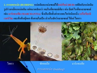 2. การแตกหน่อ (BUDDING) หน่อเดิมจะแบ่งเซลล์ได้หน่อใหม่ (BUD) แต่ติดกับหน่อเดิม รูปร่างเหมือนหน่อเดิม แต่ขนาดเล็กกว่า พบในพืชเซลล์เดียว เช่น ยีสต์ ในพืชหลายเซลล์ เช่น มาร์เเชนเทีย (MARCHANTIA) ซึ่งเป็นพืชชั้นต่าพวกตะไคร่ชนิดหนึ่ง (หรือเรียกลิ เวอร์เวิธ) และต้นตีนตุ๊กแก ต้นตายใบเป็น ส่วนในสัตว์หลายเซลล์ ได้แก่ ไฮดรา 
การแตกหน่อ (budding) 
ไฮดรา ซัคทอเรีย มาร์แชนเทีย  