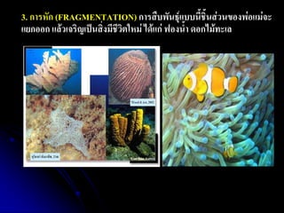 3. การหัก (FRAGMENTATION) การสืบพันธุ์แบบนี้ชิ้นส่วนของพ่อแม่จะ แยกออก แล้วเจริญเป็นสิ่งมีชีวิตใหม่ ได้แก่ ฟองน้า ดอกไม้ทะเล 
 