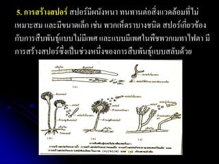 5. การสร้างสปอร์ สปอร์มีผนังหนา ทนทานต่อสิ่งแวดล้อมที่ไม่ เหมาะสม และมีขนาดเล็ก เช่น พวกเห็ดราบางชนิด สปอร์เกี่ยวข้อง กับการสืบพันธุ์แบบไม่มีเพศ และแบบมีเพศในพืชพวกเมทาไฟตา มี การสร้างสปอร์ซึ่งเป็นช่วงหนึ่งของการสืบพันธุ์แบบสลับด้วย  