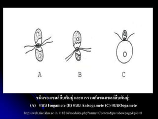 ชนิดของเซลล์สืบพันธุ์ และการรวมกันของเซลล์สืบพันธุ์; 
(A)แบบ Isogamete (B) แบบ Anisogamete (C) แบบOogamete http://web.nkc.kku.ac.th/118214/modules.php?name=Content&pa=showpage&pid=8  