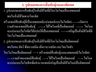 2. รูปแบบของการสืบพันธุ์แบบอาศัยเพศ 
1. รูปแบบของการสืบพันธุ์ในสิ่งมีชีวิตที่มีโครโมโซมเป็นแฮพลอยด์ 
พบในสิ่งมีชีวิตพวกโพรทิส 
สร้างเซลล์สืบพันธุ์ที่เป็นแฮพลอยด์(แบ่งเซลล์แบบไมโทซิส) เกิดการ รวมตัวของเซลล์สืบพันธุ์ ได้ไซโกตที่เป็นดิพลอยด์ ไซโกต จะแบ่งแบบไมโอซิสได้สปอร์ที่เป็นแฮพลอยด์ เจริญเป็นสิ่งมีชีวิตที่มี โครโมโซมเป็นแฮพลอยด์ 
2. รูปแบบของการสืบพันธุ์ในสิ่งมีชีวิตที่มีโครโมโซมเป็นดิพลอยด์ 
พบในคน สัตว์ พืชบางชนิด เห็ดราบางชนิด และโพรโทซัว 
โครโมโซมเป็นดิพลอยด์ สร้างเซลล์สืบพันธุ์แบบแฮพลอยด์(ไมโอซิส) 
รวมตัวของเซลล์สืบพันธุ์ ได้ไซโกตเป็นดิพลอยด์ ไซโกต จะแบ่งแบบไมโทซิสเพิ่มจานวนเซลล์เจริญเป็นสิ่งมีชีวิตใหม่เป็นดิพลอยด์  