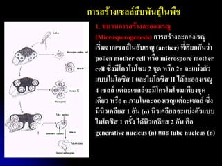 การสร้างเซลล์สืบพันธุ์ในพืช 
1. ขบวนการสร้างละอองเรณู (Microsporogenesis) การสร้างละอองเรณู เริ่มจากเซลล์ในอับเรณู (anther) ที่เรียกกันว่า pollen mother cell หรือ microspore mother cell ซึ่งมีโครโมโซม 2 ชุด หรือ 2n จะแบ่งตัว แบบไมโอซิส I และไมโอซิส II ได้ละอองเรณู 4 เซลล์ แต่ละเซลล์จะมีโครโมโซมเพียงชุด เดียว หรือ n ภายในละอองเรณูแต่ละเซลล์ ซึ่ง มีนิวเคลียส 1 อัน (n) นิวเคลียสจะแบ่งตัวแบบ ไมโตซิส 1 ครั้ง ได้นิวเคลียส 2 อัน คือ generative nucleus (n) และ tube nucleus (n) 
 