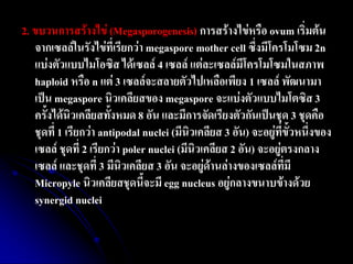 2. ขบวนการสร้างไข่ (Megasporogenesis) การสร้างไข่หรือ ovum เริ่มต้น จากเซลล์ในรังไข่ที่เรียกว่า megaspore mother cell ซึ่งมีโครโมโซม 2n แบ่งตัวแบบไมโอซิส ได้เซลล์ 4 เซลล์ แต่ละเซลล์มีโครโมโซมในสภาพ haploid หรือ n แต่ 3 เซลล์จะสลายตัวไปเหลือเพียง 1 เซลล์ พัฒนามา เป็น megaspore นิวเคลียสของ megaspore จะแบ่งตัวแบบไมโตซิส 3 ครั้งได้นิวเคลียสทั้งหมด 8 อัน และมีการจัดเรียงตัวกันเป็นชุด 3 ชุดคือ ชุดที่ 1 เรียกว่า antipodal nuclei (มีนิวเคลียส 3 อัน) จะอยู่ที่ขั้วหนึ่งของ เซลล์ ชุดที่ 2 เรียกว่า poler nuclei (มีนิวเคลียส 2 อัน) จะอยู่ตรงกลาง เซลล์ และชุดที่ 3 มีนิวเคลียส 3 อัน จะอยู่ด้านล่างของเซลล์ที่มี Micropyle นิวเคลียสชุดนี้จะมี egg nucleus อยู่กลางขนาบข้างด้วย synergid nuclei 
 