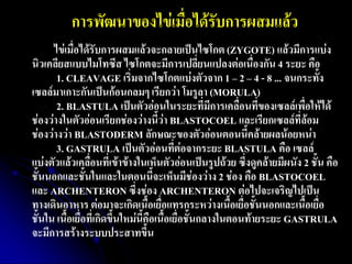 การพัฒนาของไข่เมื่อได้รับการผสมแล้ว 
ไข่เมื่อได้รับการผสมแล้วจะกลายเป็นไซโกต (ZYGOTE) แล้วมีการแบ่ง นิวเคลียสแบบไมโทซีส ไซโกตจะมีการเปลี่ยนแปลงต่อเนื่องกัน 4 ระยะ คือ 1. CLEAVAGE เริ่มจากไซโกตแบ่งตัวจาก 1 – 2 – 4 - 8 ... จนกระทั้ง เซลล์มาเกาะกันเป็นก้อนกลมๆ เรียกว่า โมรูลา (MORULA) 2. BLASTULA เป็นตัวอ่อนในระยะที่มีการเคลื่อนที่ของเซลล์เพื่อให้ได้ ช่องว่างในตัวอ่อนเรียกช่องว่างนี้ว่า BLASTOCOEL และเรียกเซลล์ที่ล้อม ช่องว่างว่า BLASTODERM ลักษณะของตัวอ่อนตอนนี้คล้ายผลน้อยหน่า 3. GASTRULA เป็นตัวอ่อนที่ต่อจากระยะ BLASTULA คือ เซลล์ แบ่งตัวแล้วเคลื่อนที่เข้าข้างในเห็นตัวอ่อนเป็นรูปถ้วย ซึ่งดูคล้ายมีผนัง 2 ชั้น คือ ชั้นนอกและชั้นในและในตอนนี้จะเห็นมีช่องว่าง 2 ช่อง คือ BLASTOCOEL และ ARCHENTERON ซึ่งช่อง ARCHENTERON ต่อไปจะเจริญไปเป็น ทางเดินอาหาร ต่อมาจะเกิดเนื้อเยื่อแทรกระหว่างเนื้อเยื่อชั้นนอกและเนื้อเยื่อ ชั้นใน เนื้อเยื่อที่เกิดขึ้นใหม่นี้คือเนื้อเยื่อชั้นกลางในตอนท้ายระยะ GASTRULA จะมีการสร้างระบบประสาทขึ้น  