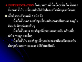 4. DIFFERENTIATION คือขบวนการที่เนื้อเยื่อ 3 ชั้น คือ ชั้นนอก ชั้นกลาง ชั้นใน เปลี่ยนแปลงไปเป็นโครงสร้างต่างๆของร่างกาย 
เนื้อเยื่อของตัวอ่อนมี 3 ชนิด คือ เนื้อเยื่อชั้นนอก จะเจริญเปลี่ยนแปลงกลายเป็นสมอง ตาหู ไข สันหลัง ผิวหนังและอื่นๆ เนื้อเยื่อชั้นกลาง จะเจริญเปลี่ยนแปลงกลายเป็น กล้ามเนื้อ หัวใจ กระดูก และอื่นๆ เนื้อเยื่อชั้นใน จะเจริญเปลี่ยนแปลงกลายเป็น อวัยวะภายใน ต่างๆ เช่น กระเพาะอาหาร ลาไส้ ตับ เป็นต้น  