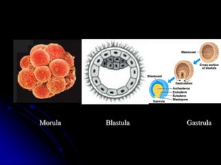 Morula Blastula Gastrula  