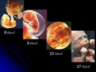 8 สัปดาห์ 
9 สัปดาห์ 
23 สัปดาห์ 
27 สัปดาห์  